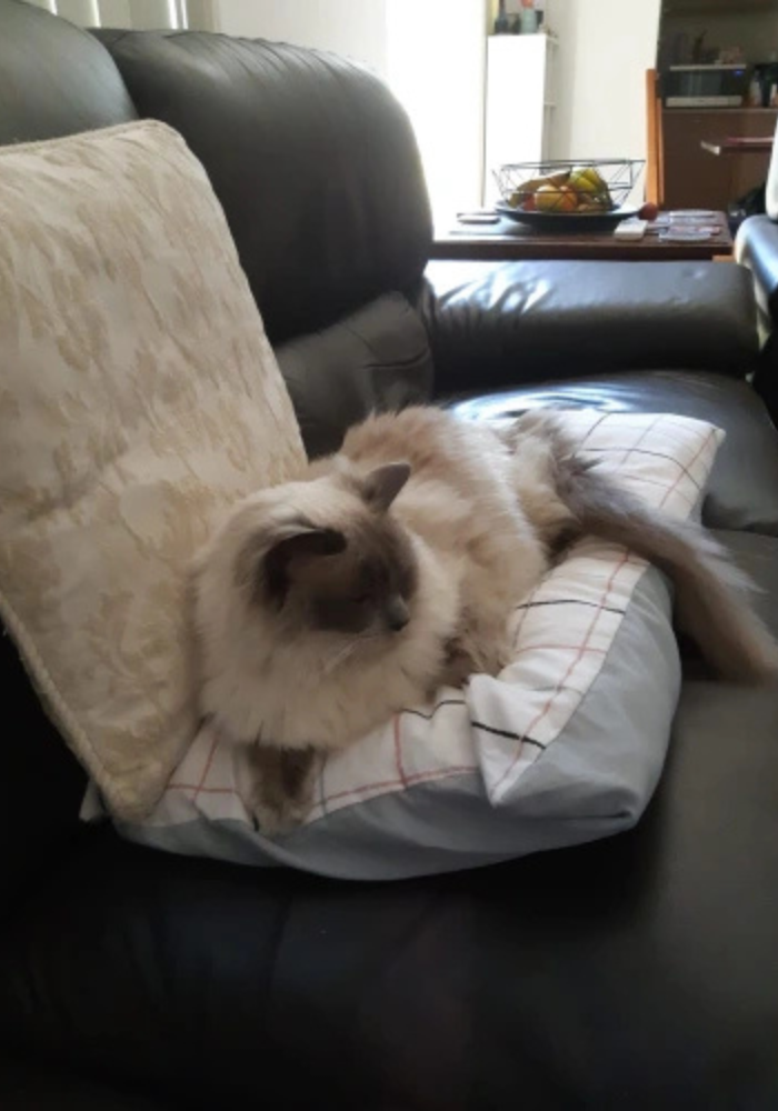 Accorcia Peli per Gatti